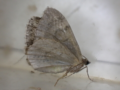 Operophtera brumata