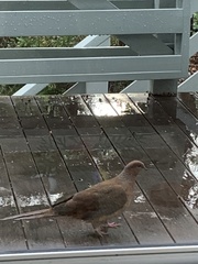 Macropygia phasianella