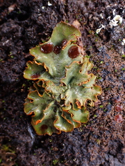 Solorina crocea