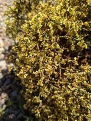 Eriogonum corymbosum
