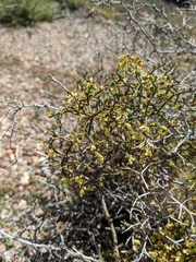 Eriogonum corymbosum