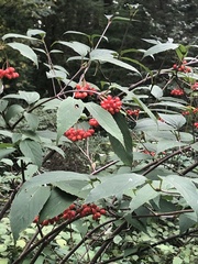 Viburnum setigerum