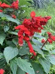 Salvia splendens