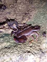 Euscorpius