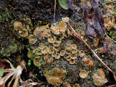 Psoroma hypnorum