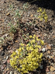 Eriogonum corymbosum