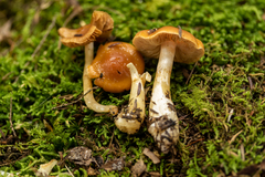 Cortinarius causticus