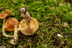 Cortinarius causticus