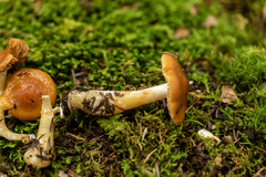 Cortinarius causticus