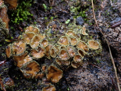 Psoroma hypnorum