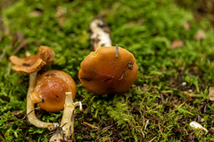 Cortinarius causticus