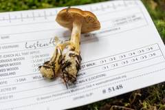 Cortinarius causticus