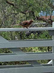 Macropygia phasianella