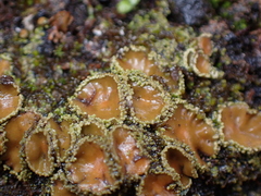 Psoroma hypnorum