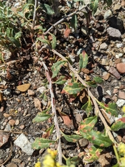 Eriogonum corymbosum