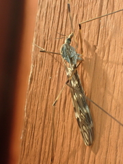 Tipuloidea