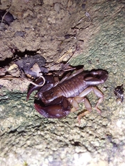 Euscorpius