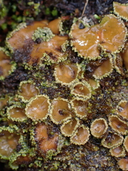 Psoroma hypnorum