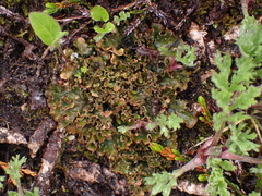 Peltigera