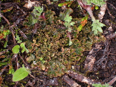 Peltigera