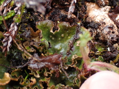Peltigera