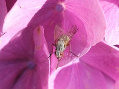Muscoidea
