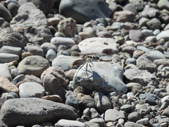 Gomphidae