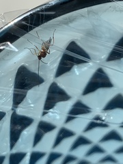 Meteorus pulchricornis