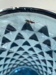 Meteorus pulchricornis