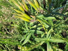 Asclepias incarnata