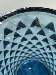 Meteorus pulchricornis