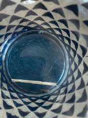 Meteorus pulchricornis