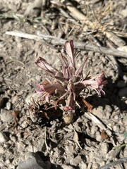 Aphyllon corymbosum