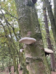 Fomitopsis betulina