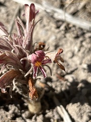Aphyllon corymbosum