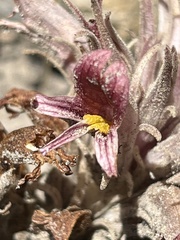 Aphyllon corymbosum