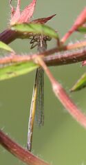 Ischnura hastata