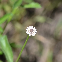 Phyla lanceolata