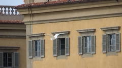 Egretta garzetta