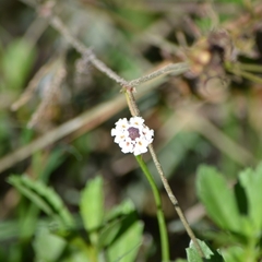Phyla lanceolata