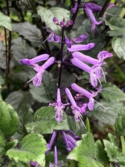 Plectranthus