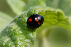 Exochomus quadripustulatus