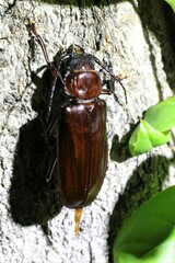 Mallodon dasystomus