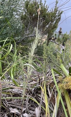 Thamnochortus fruticosus