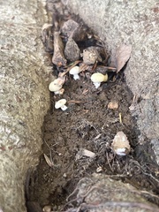 Hygrophorus chrysodon