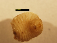 Torymidae