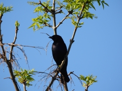 Molothrus bonariensis