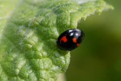 Exochomus quadripustulatus