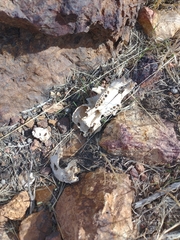 Rodentia