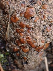 Protopannaria